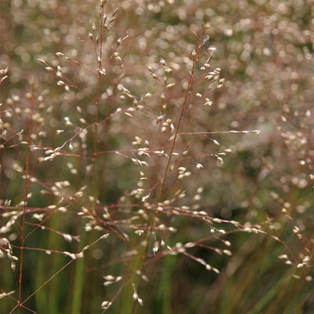 Sporobolus heterolepis