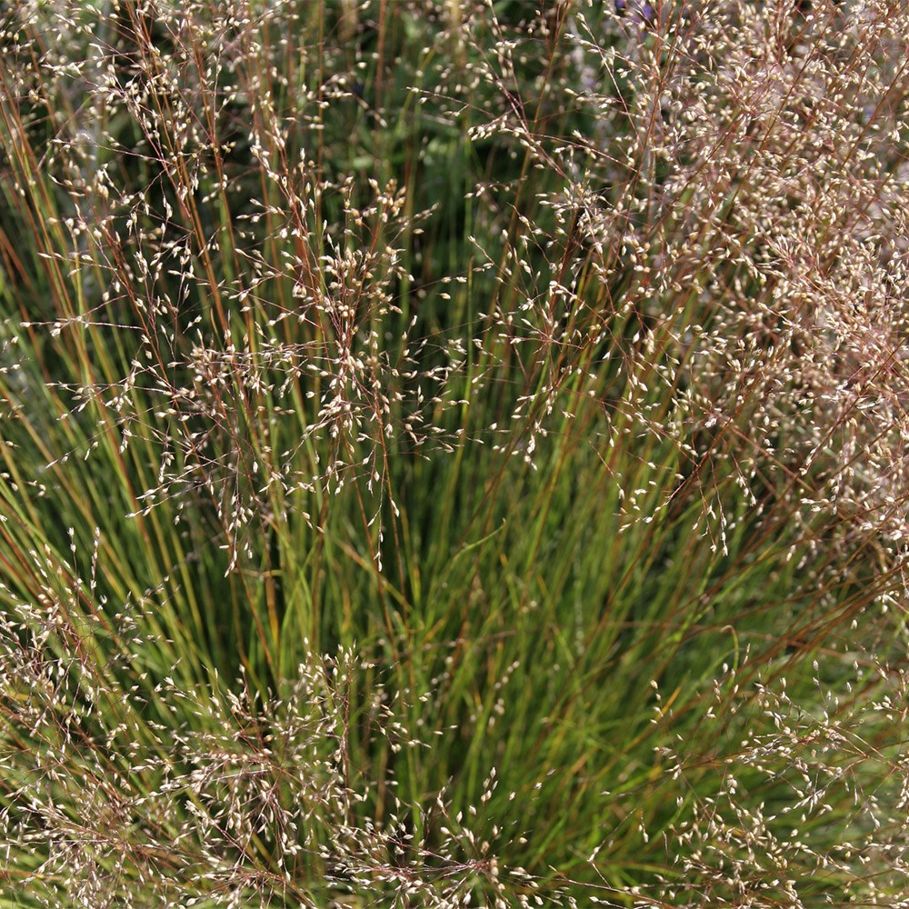 <i>Sporobolus heterolepis</i> 