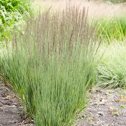 Molinia caerulea Moorhexe