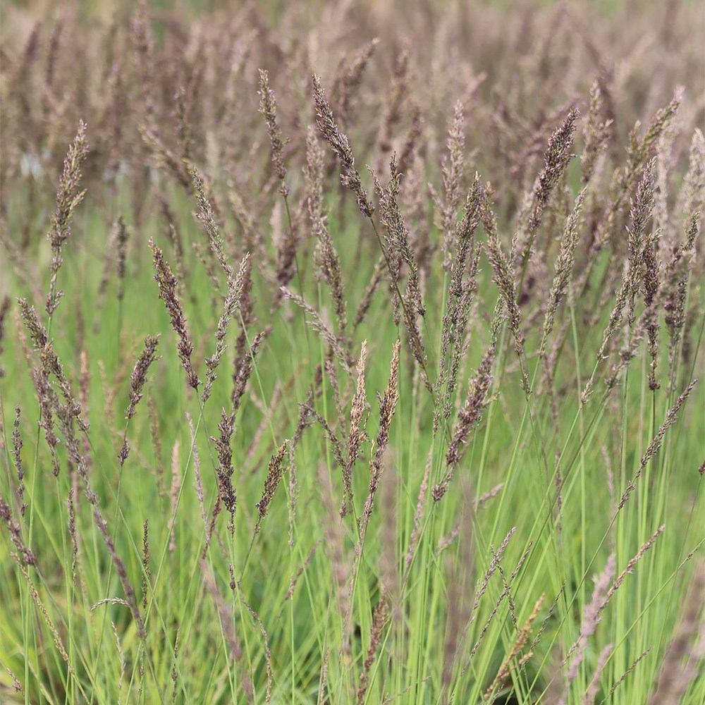 <i>Molinia caerulea</i> 'Moorhexe'