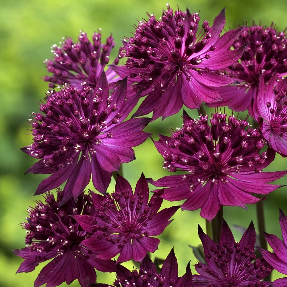 Astrantia Major Venice | Masterwort