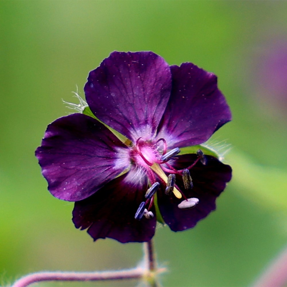 Geranium Phaeum Raven | Dusky Cranesbill