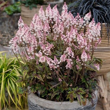 Tiarella Angel Wings ('Gowing') (PBR) (Fox Series)