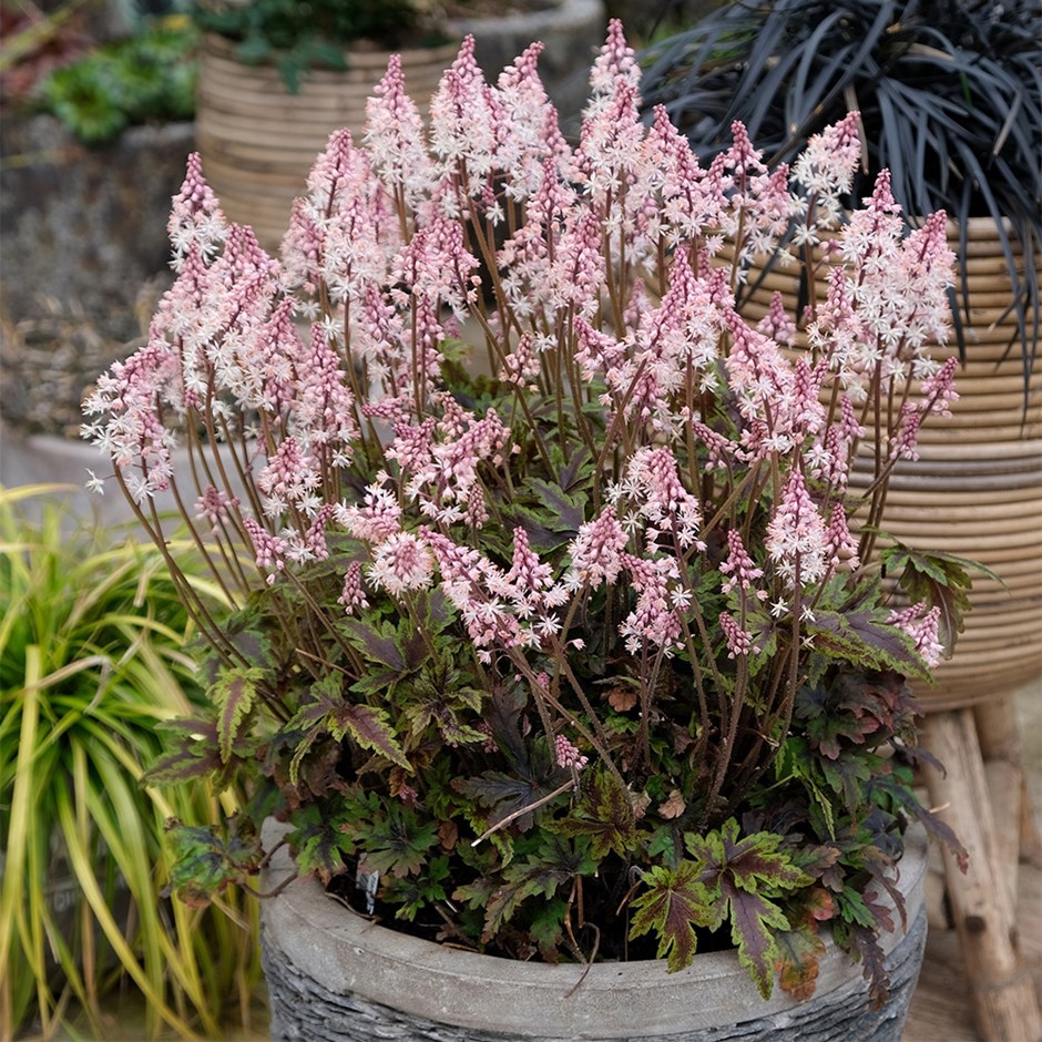 Tiarella Angel Wings | Foam Flower
