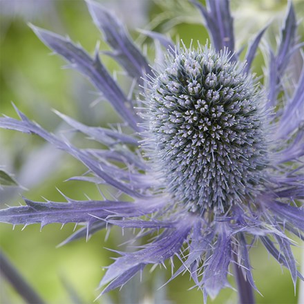 Eryngium Magical Blue Lagoon ('Kolmblula') (PBR) (Magical Series)