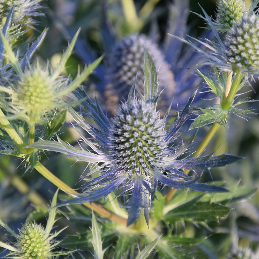 <i>Eryngium</i> <b class=small-caps>Magical Blue Lagoon</b> ('Kolmblula') (PBR) (Magical Series)