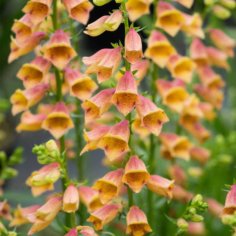 Digitalis Goldcrest | Foxglove