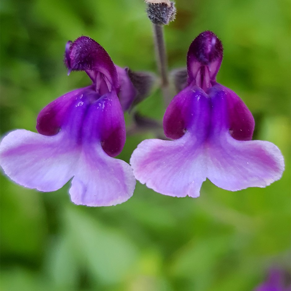 Salvia Oriental Dove | Sage