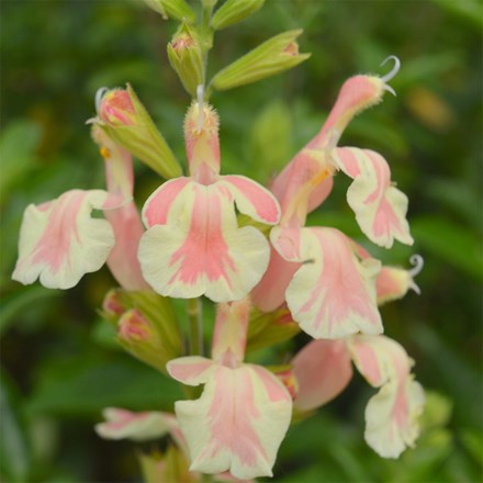 Salvia Belle de Loire