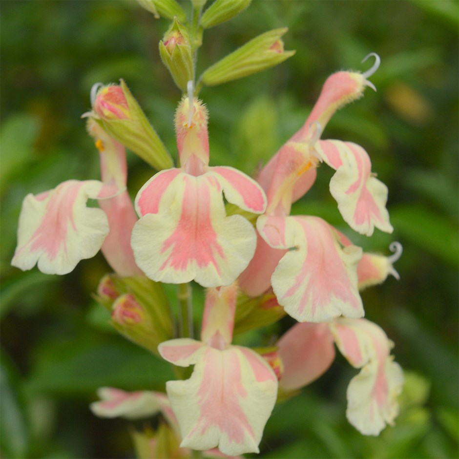 Salvia Belle De Loire | Sage