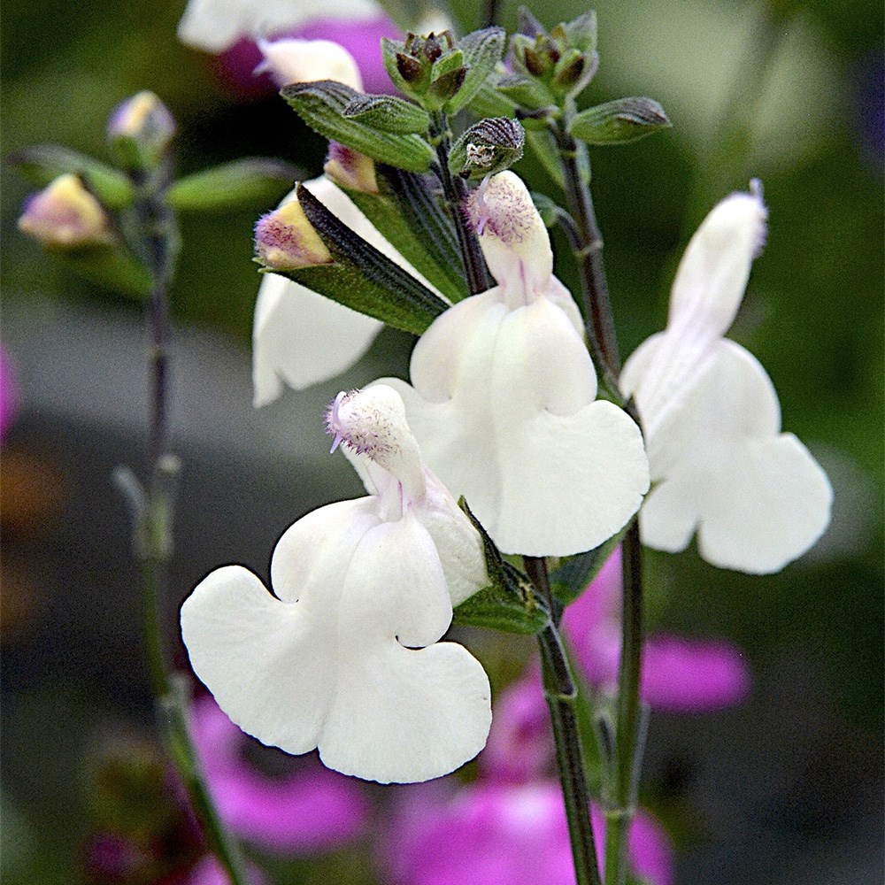 Salvia Cool Cream | Sage