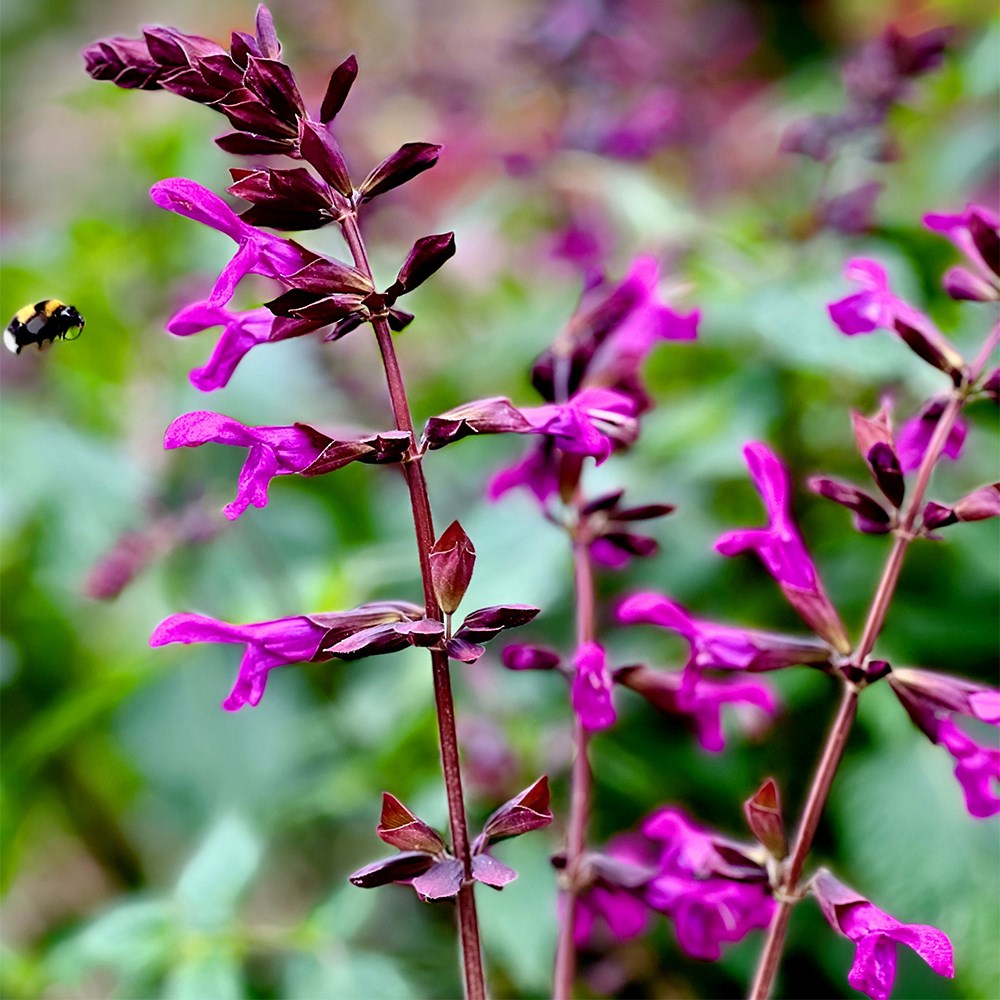 Salvia Berry Blast | Sage