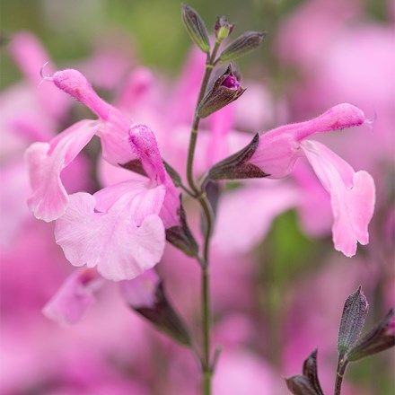 Salvia Malabar Mighty Pink