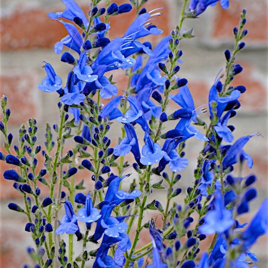Salvia Blue Butterflies | Sage