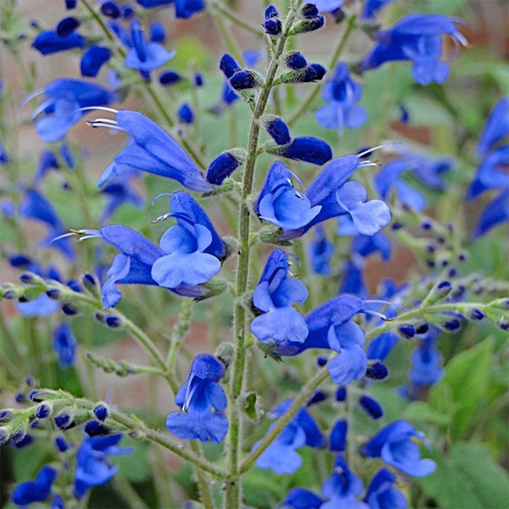 Salvia Blue Butterflies | Sage