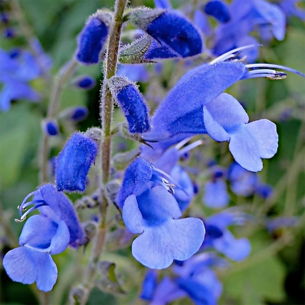 Salvia Blue Butterflies | Sage