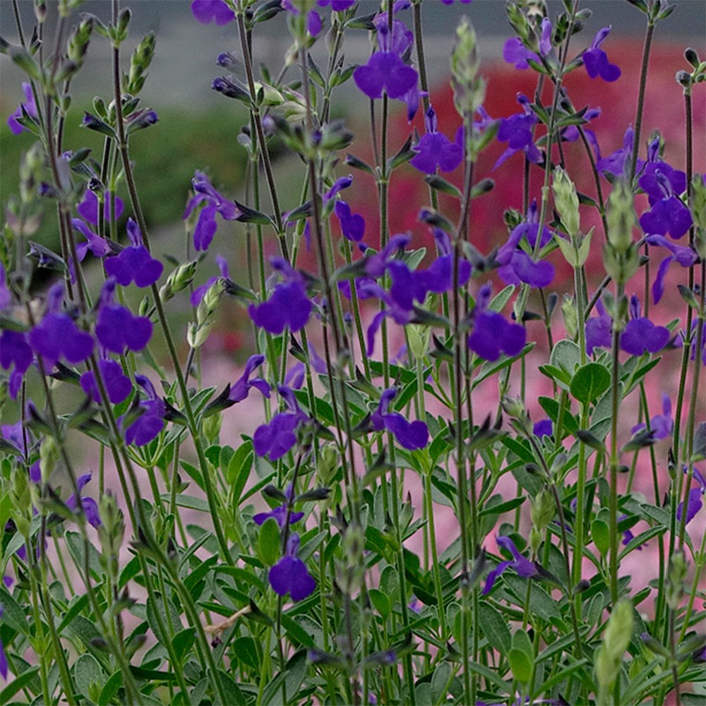 Salvia Blue Note | Texas Sage