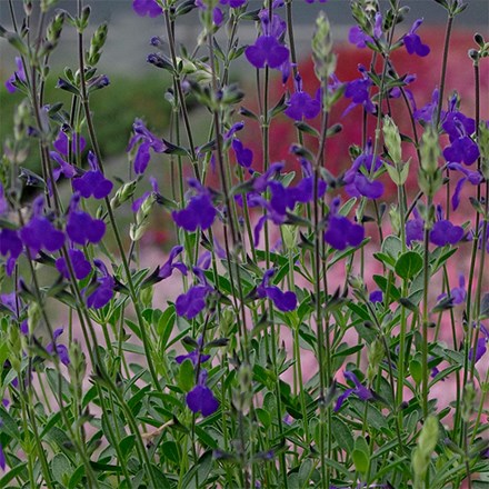 Salvia Blue Note (PBR)