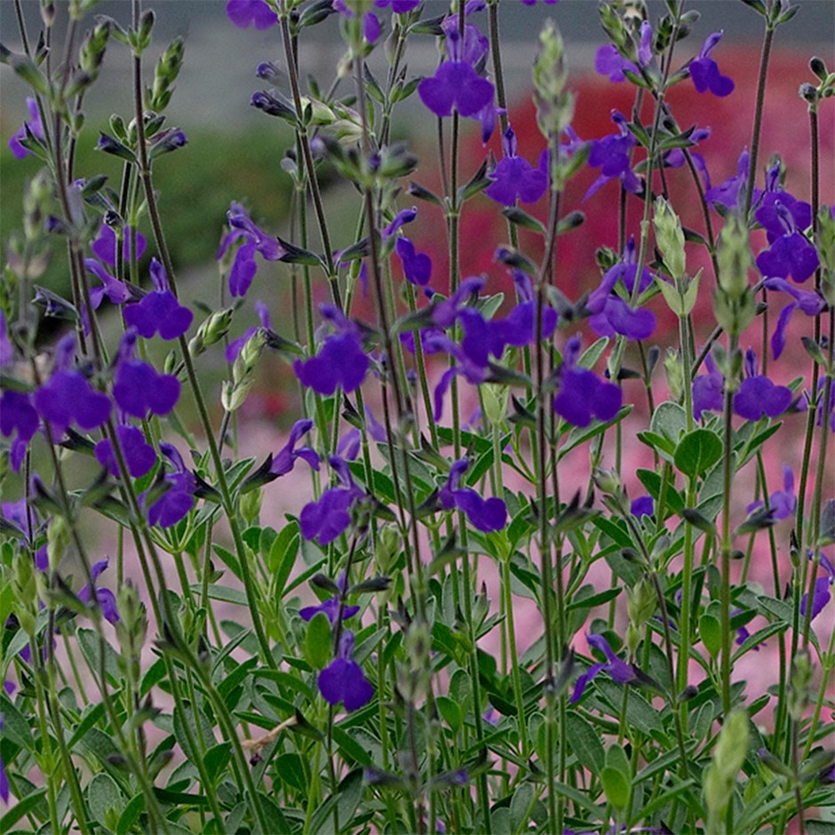 Salvia Blue Note | Texas Sage