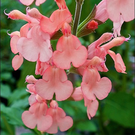 Salvia × jamensis California Sunset