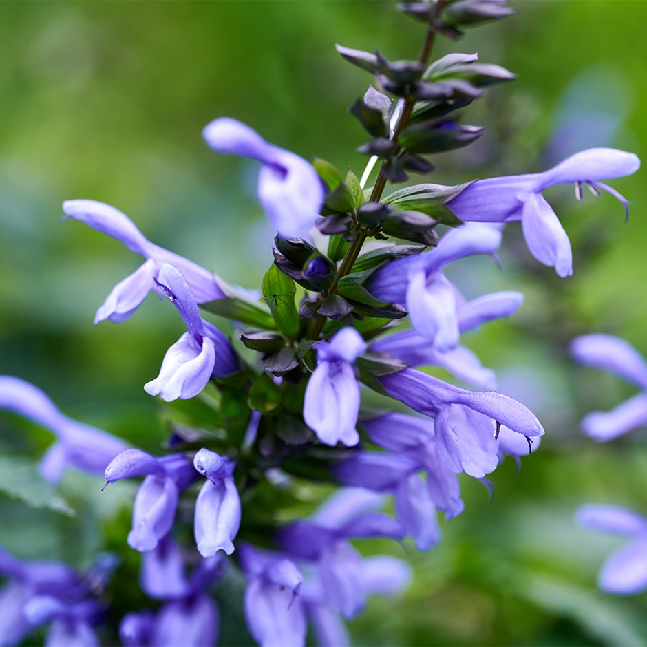 Salvia Lake Como | Salvia