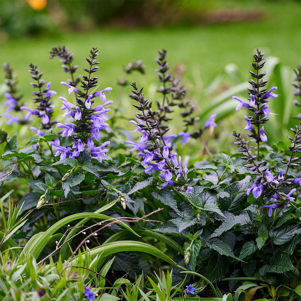 Salvia Lake Como | Salvia