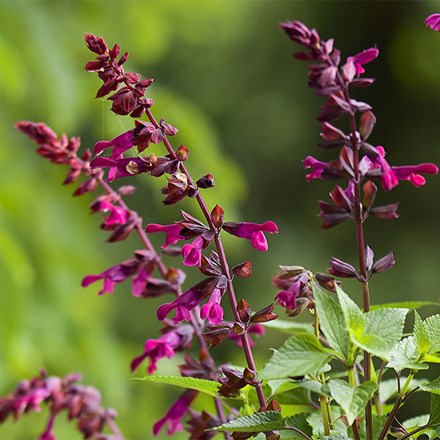 Salvia Strawberry Lake ('Tl966') (Salgoon Series) (PBR)