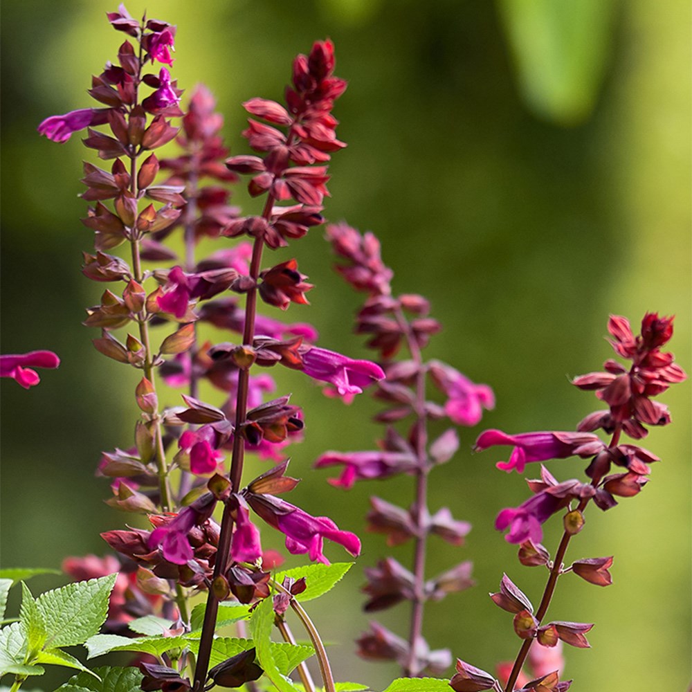 Salvia Strawberry Lake | Salvia