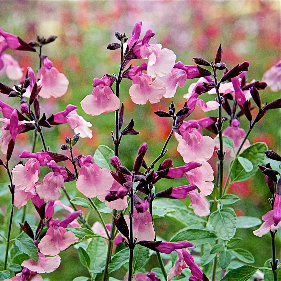 Salvia Peach Melba | Sage