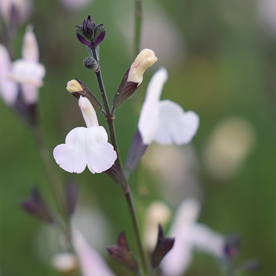 Salvia Cream Soda | Sage