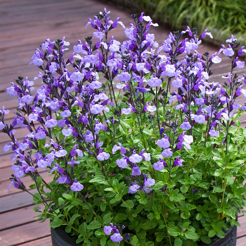 Salvia Socool Pale Blue | Sage