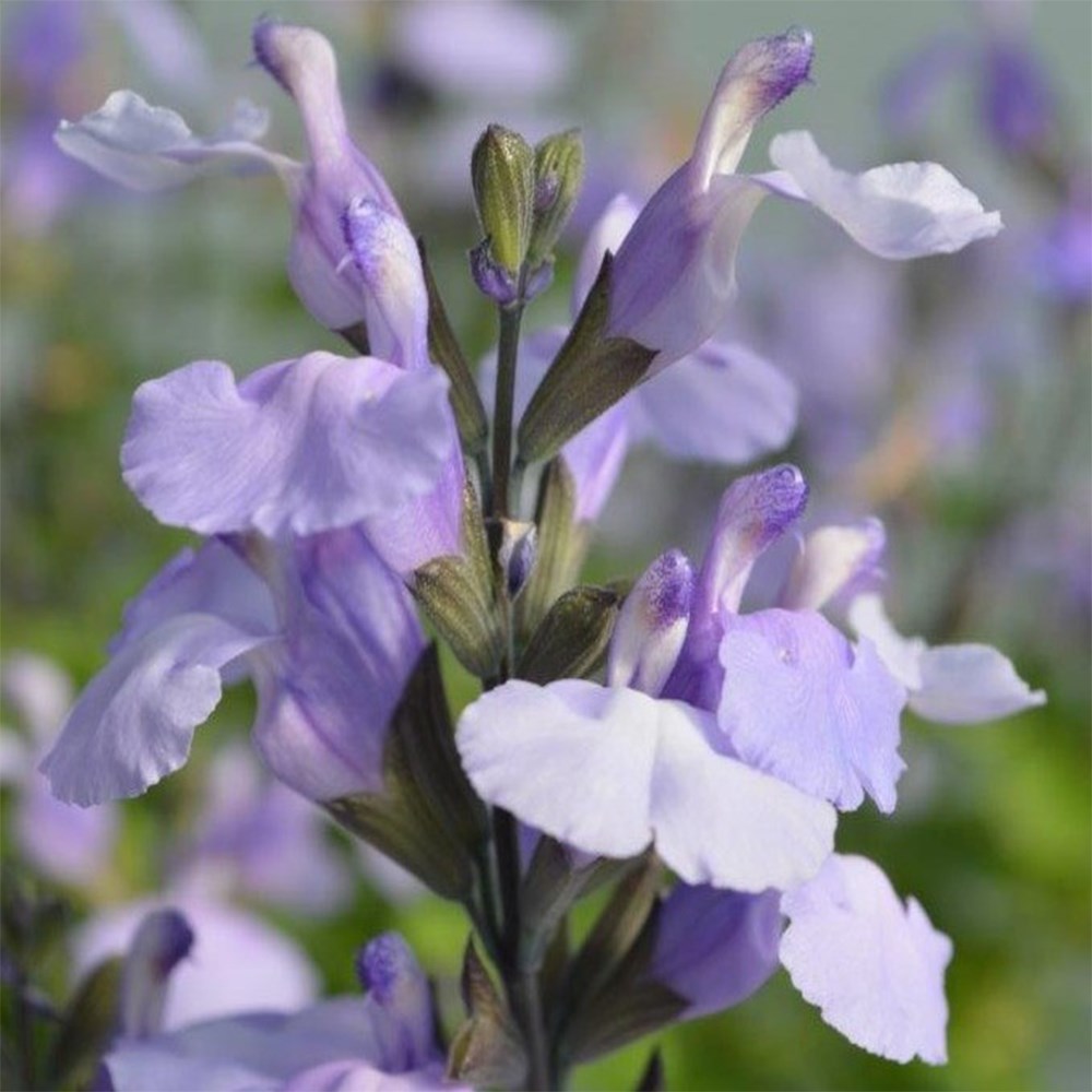 Salvia Socool Pale Blue | Sage