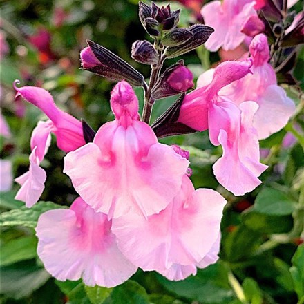 Salvia Angel Wings