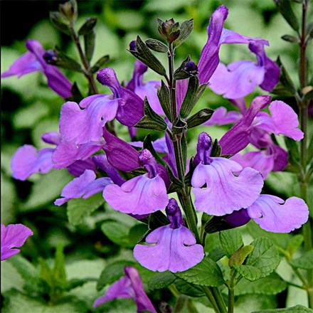 Salvia Cool Violet