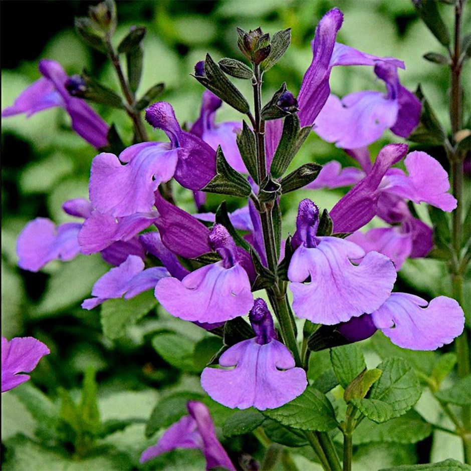 <i>Salvia</i> 'Cool Violet'
