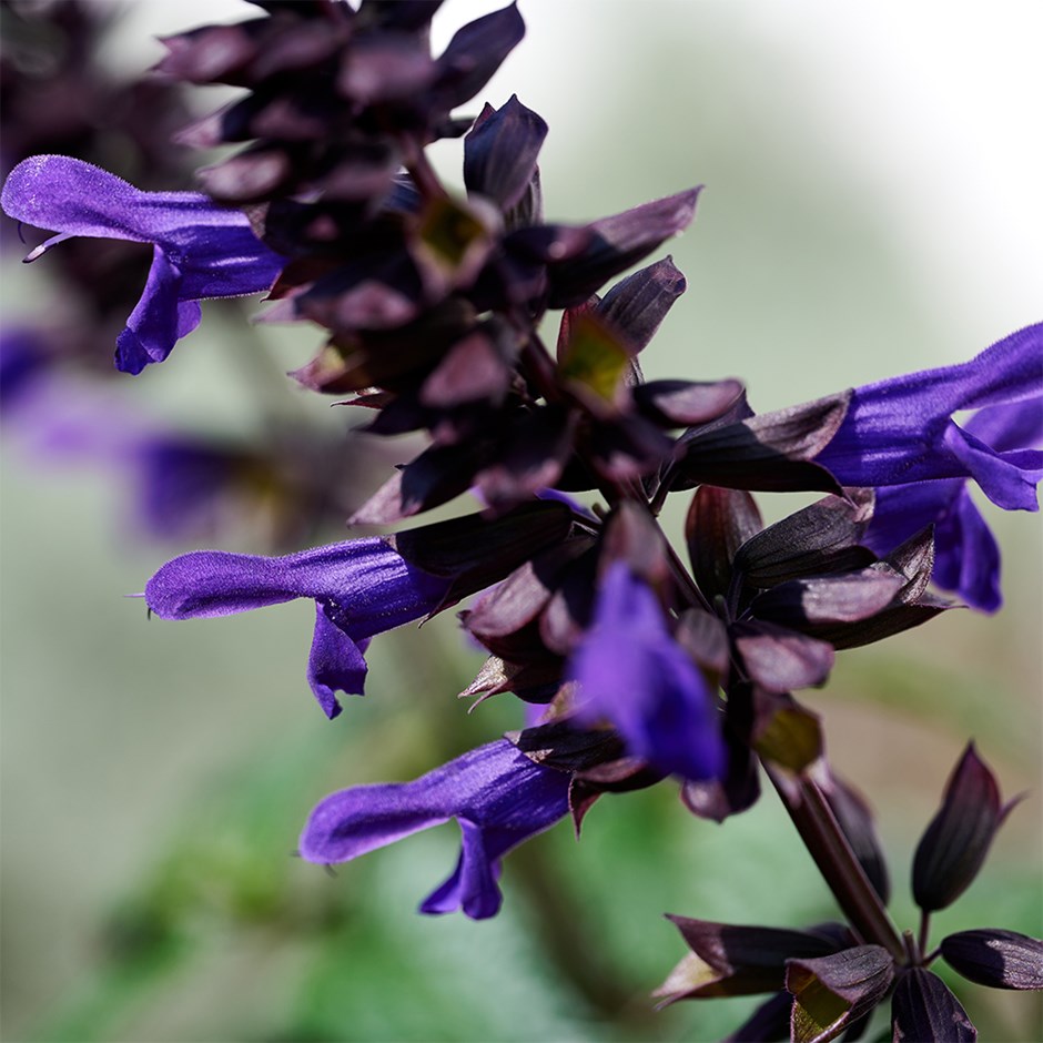 Salvia Lake Onega Imp | Salvia