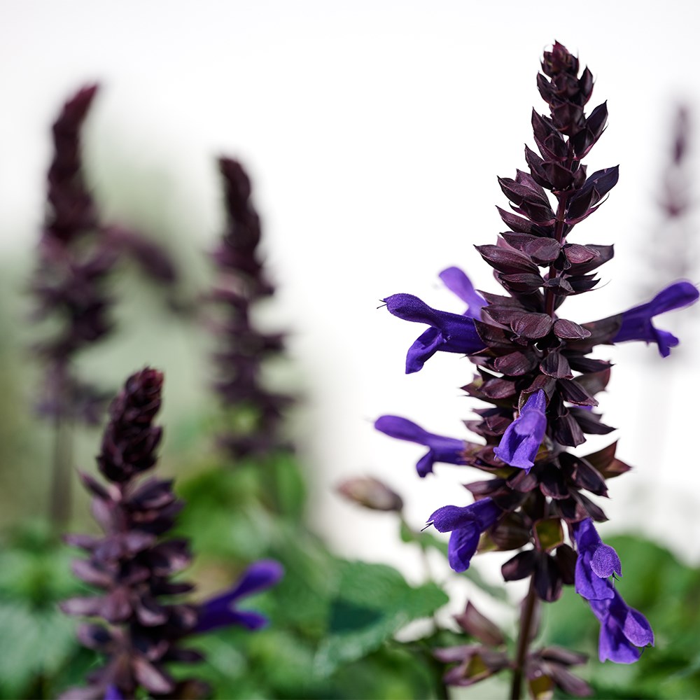 Salvia Lake Onega Imp | Salvia