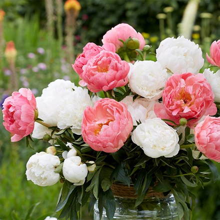 Coral Ice Paeonia Collection | Paeony Or Peony