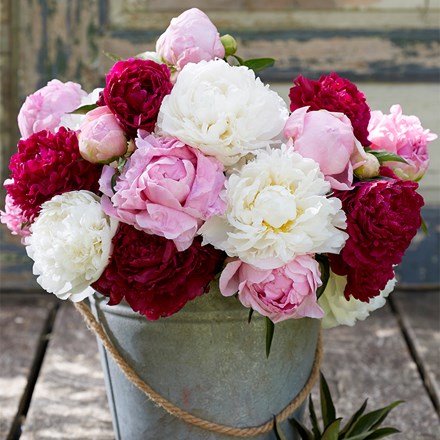 Berries And Cream Paeonia Collection | Paeony Or Peony