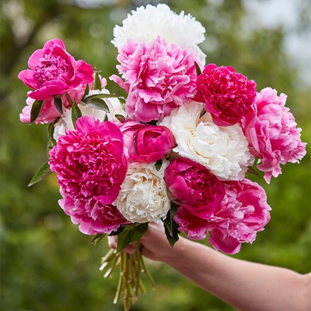 Sorbet Paeonia Collection | Paeony Or Peony