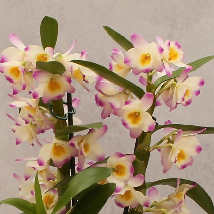 Dendrobium Bright Eyes