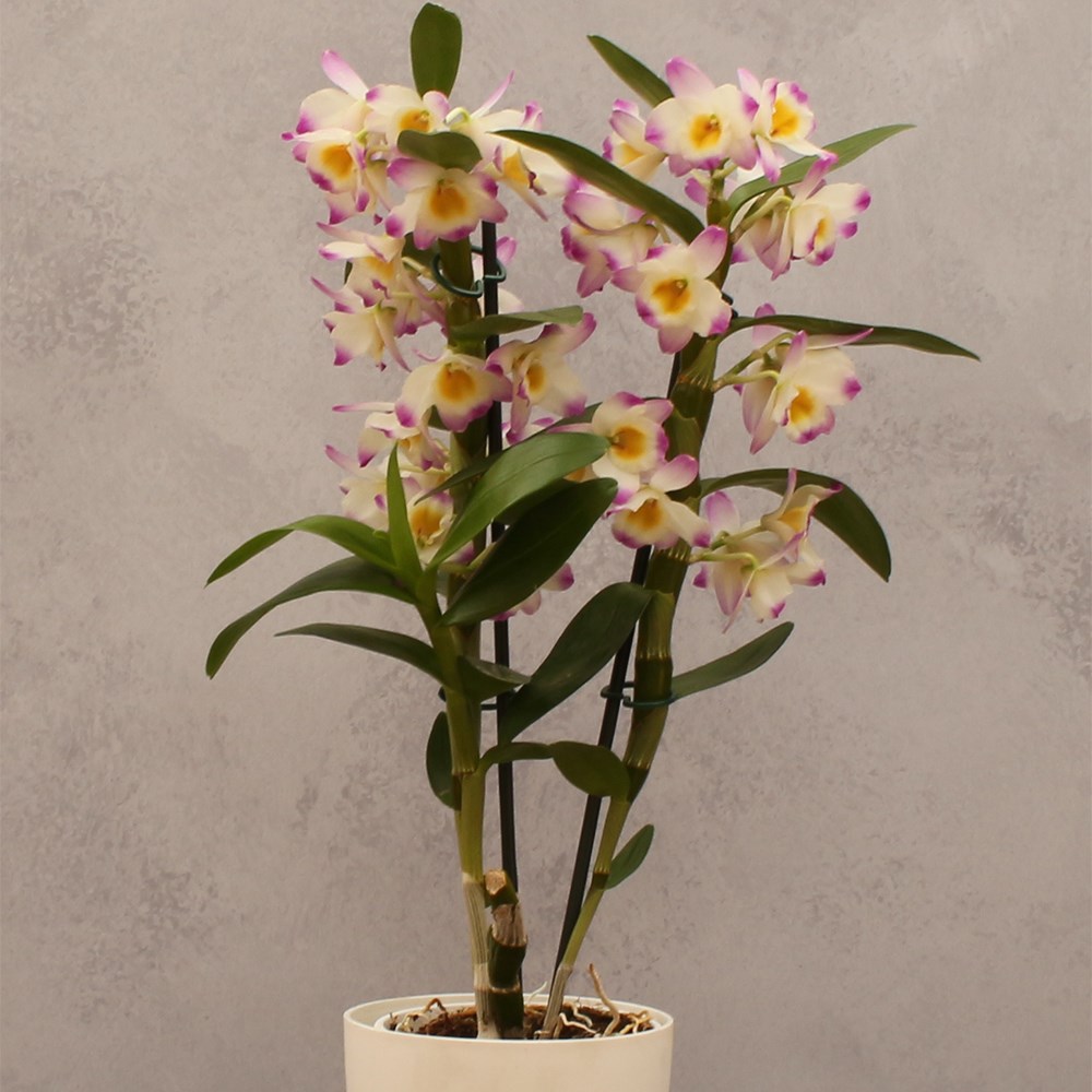 Dendrobium Bright Eyes | Orchid