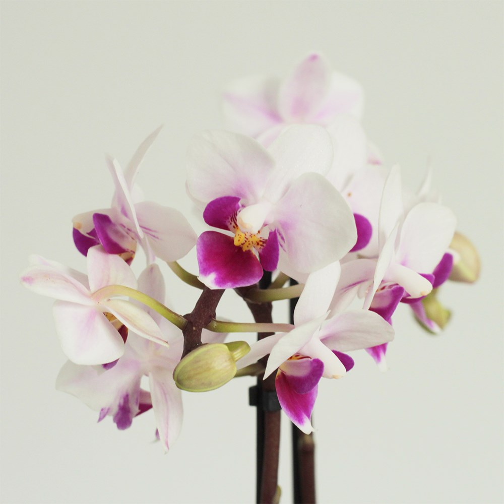 Phalaenopsis Alice | Moth Orchid