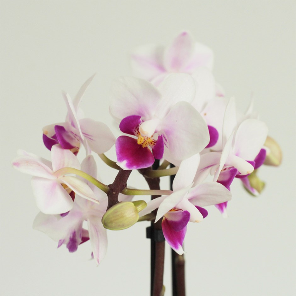 Phalaenopsis Alice | Orchid