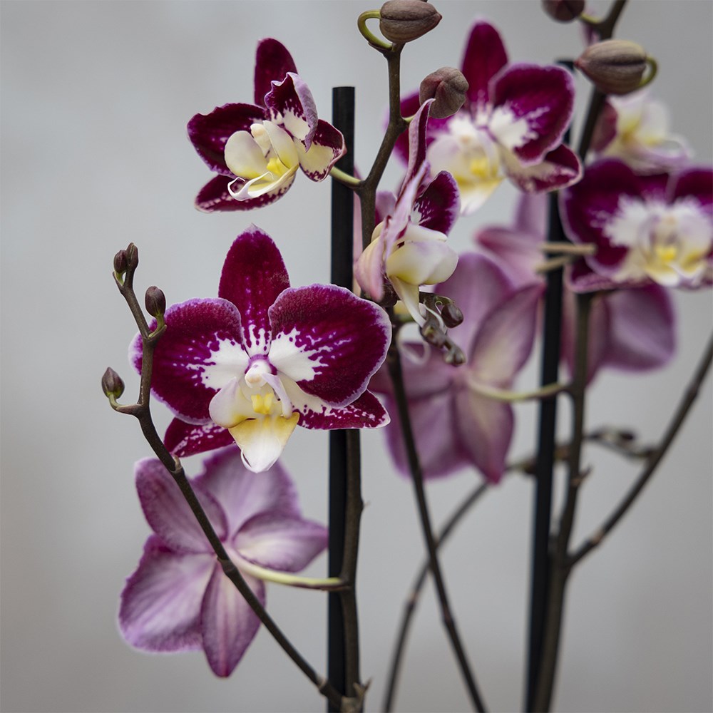 Phalaenopsis Nantes | Orchid