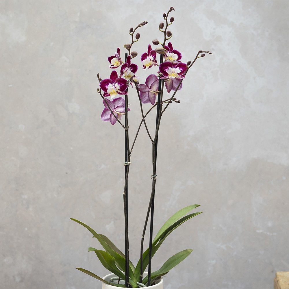 Phalaenopsis Nantes | Orchid