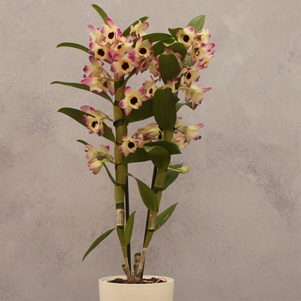 Dendrobium Sunny Eyes