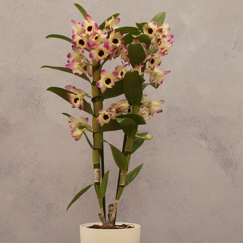 Dendrobium Sunny Eyes | Orchid