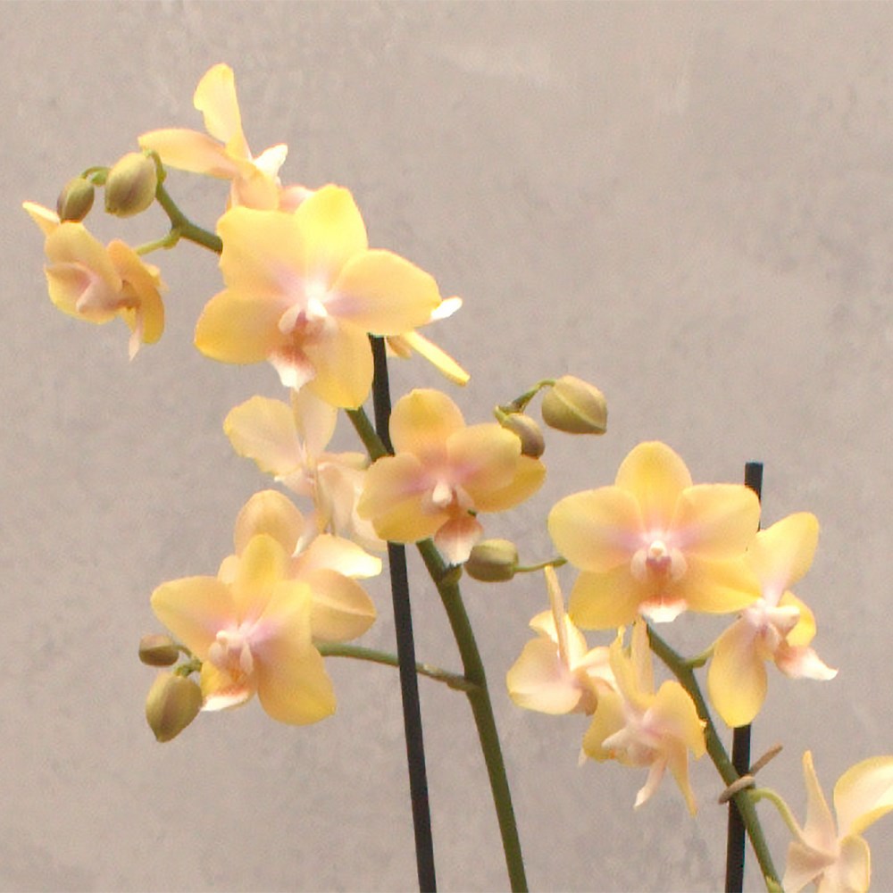 Phalaenopsis Bolgheri Lemon | Scented Orchid