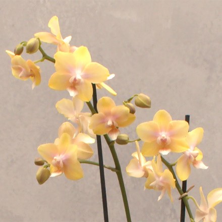 Phalaenopsis Bolgheri Lemon